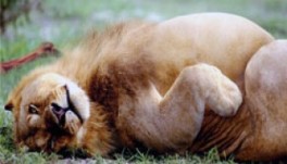 Fat Lion